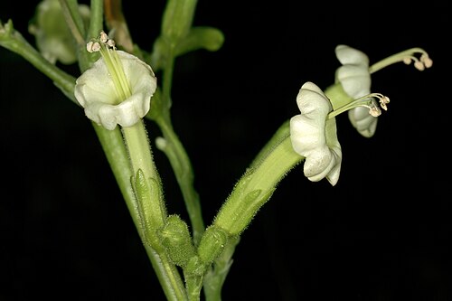 African tobacco: Nicotiana africana , flowers. Only African species of Nicotiana ; flowers most probably pollinated by sunbirds in nature. Manie van der Schijff Botanical Garden