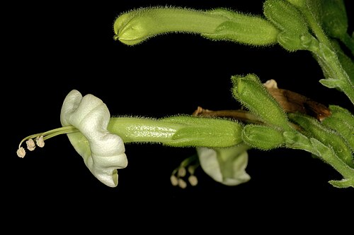 African tobacco: Nicotiana africana , flowers. Only African species of Nicotiana ; flowers most probably pollinated by sunbirds in nature. Manie van der Schijff Botanical Garden