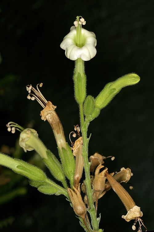 African tobacco: Nicotiana africana , flowers. Only African species of Nicotiana ; flowers most probably pollinated by sunbirds in nature. Manie van der Schijff Botanical Garden