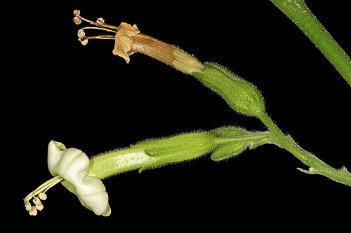 African tobacco: Nicotiana africana , flowers. Only African species of Nicotiana ; flowers most probably pollinated by sunbirds in nature. Manie van der Schijff Botanical Garden