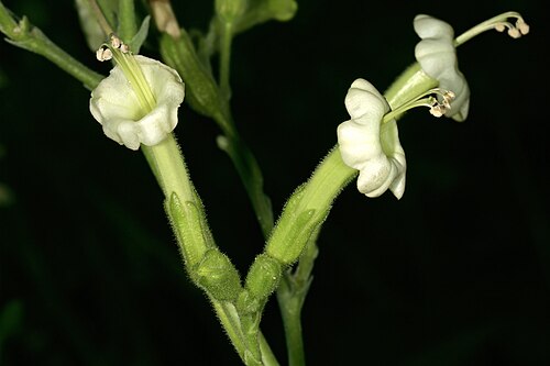 African tobacco: Nicotiana africana , flowers. Only African species of Nicotiana ; flowers most probably pollinated by sunbirds in nature. Manie van der Schijff Botanical Garden