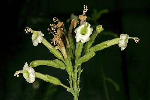 African tobacco: Nicotiana africana , flowers. Only African species of Nicotiana ; flowers most probably pollinated by sunbirds in nature. Manie van der Schijff Botanical Garden