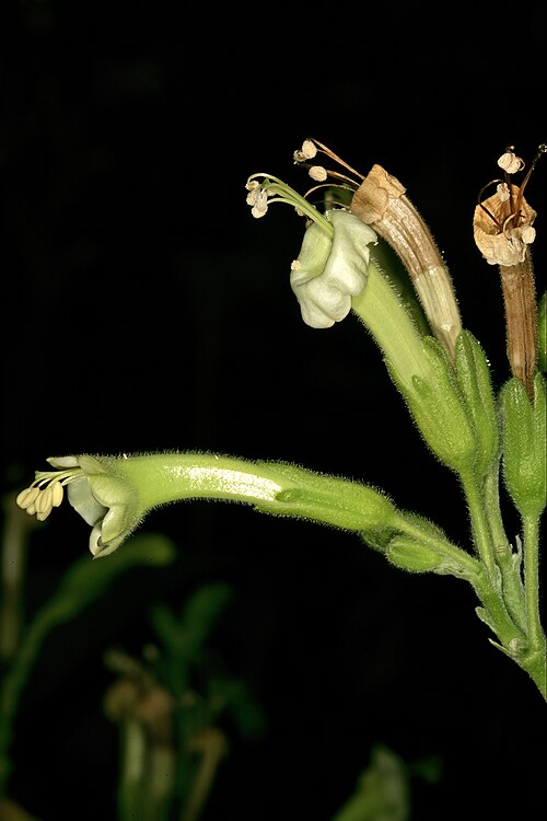 African tobacco: Nicotiana africana , flowers. Only African species of Nicotiana ; flowers most probably pollinated by sunbirds in nature. Manie van der Schijff Botanical Garden