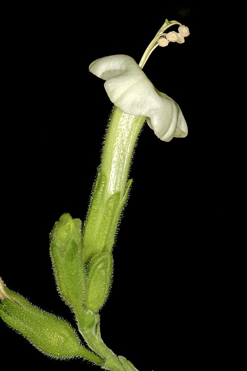 African tobacco: Nicotiana africana , flower. Only African species of Nicotiana ; flowers most probably pollinated by sunbirds in nature. Manie van der Schijff Botanical Garden,