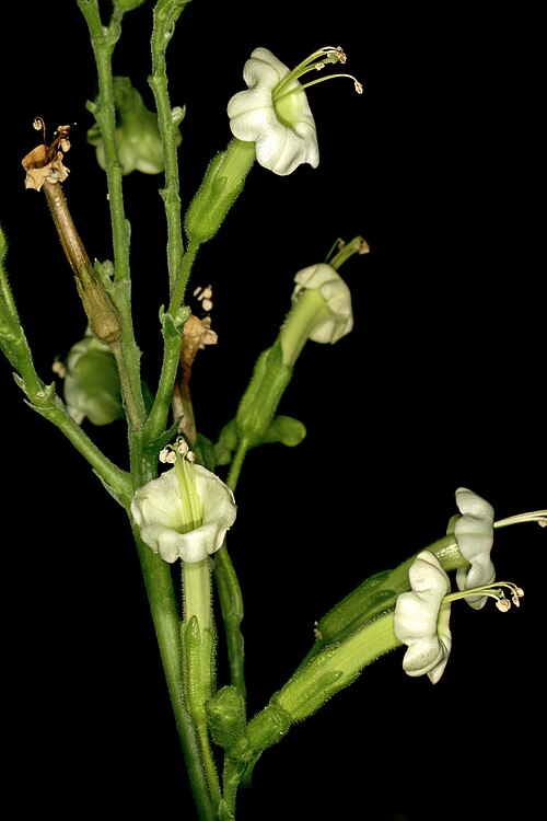 African tobacco: Nicotiana africana , flowers. Only African species of Nicotiana ; flowers most probably pollinated by sunbirds in nature. Manie van der Schijff Botanical Garden