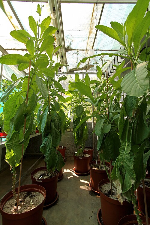African tobacco: Nicotiana africana , potted plants in a greenhouse quickly attain a hight of over 2 m. Manie van der Schijff Botanical Garden, University of Pretoria, Pretoria,