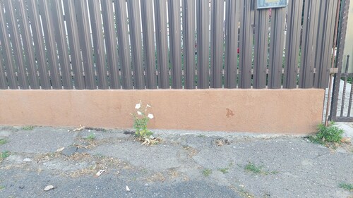 Jasmine tobacco (Nicotiana alata)