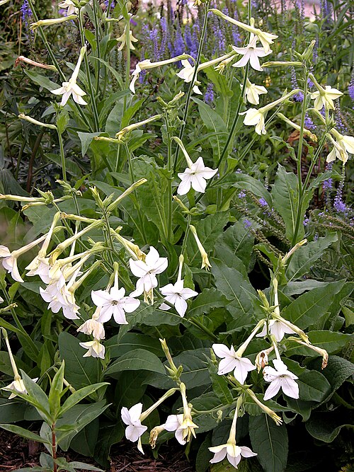 Jasmine tobacco: Nicotiana alata