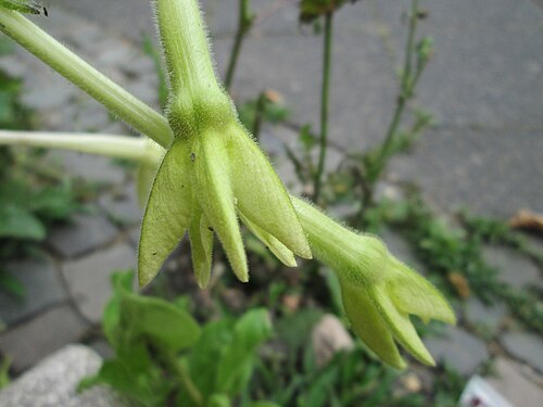 Jasmine tobacco: Flügeltabak ( Nicotiana alata ) irgendwie an einer Hauswand an der Mainzer Straße in Saarbrücken gelandet