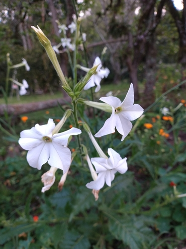 Jasmine tobacco (Nicotiana alata)