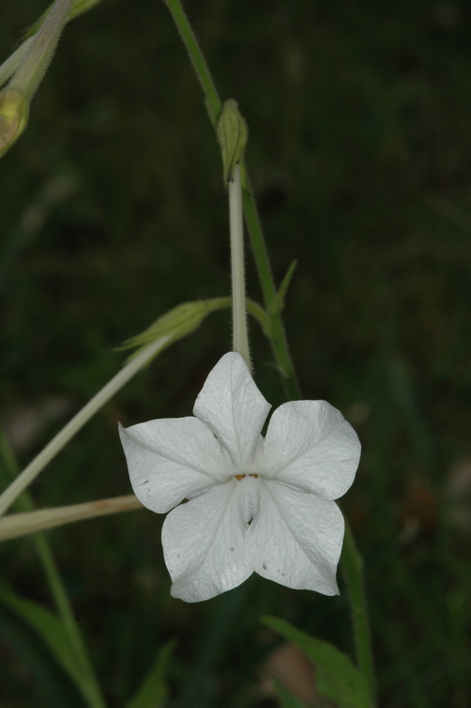 Jasmine tobacco (Nicotiana alata)