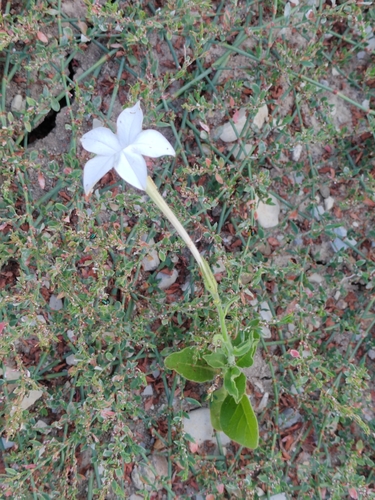 Jasmine tobacco (Nicotiana alata)