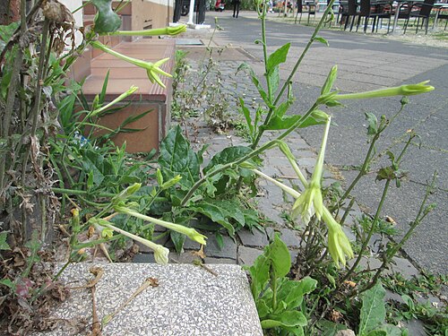 Jasmine tobacco: Flügeltabak ( Nicotiana alata ) irgendwie an einer Hauswand an der Mainzer Straße in Saarbrücken gelandet