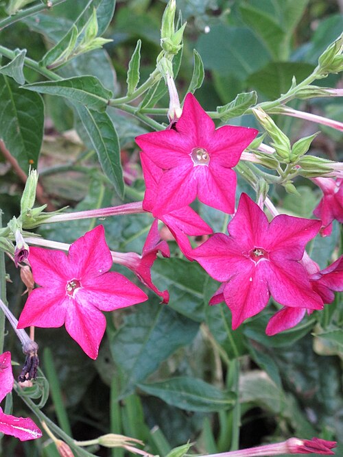 Jasmine tobacco: home garden, South Miami, Florida, USA.