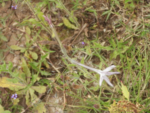 Jasmine tobacco (Nicotiana alata)
