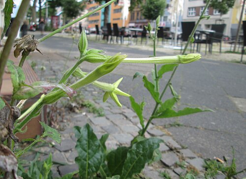 Jasmine tobacco: Flügeltabak ( Nicotiana alata ) irgendwie an einer Hauswand an der Mainzer Straße in Saarbrücken gelandet
