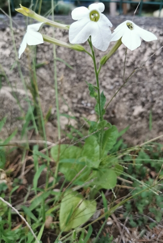 Jasmine tobacco (Nicotiana alata)