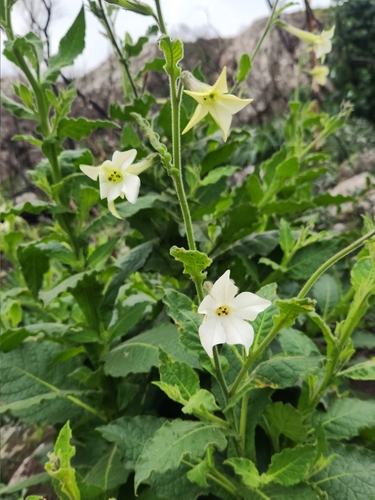 Jasmine tobacco (Nicotiana alata)