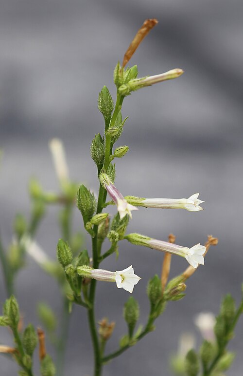Coyote tobacco: Coyote tobacco (Nicotiana attenuata) stem with white, streaked, trumpet-shaped flowers. At 6,600 ft (2,000 m) on Eastern slope of the Sierra Nevada, in Mono Cou