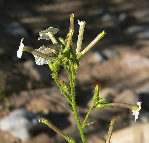 Coyote tobacco: Nicotiana attenuata in Lovell Canyon , Spring Mountains , southern Nevada