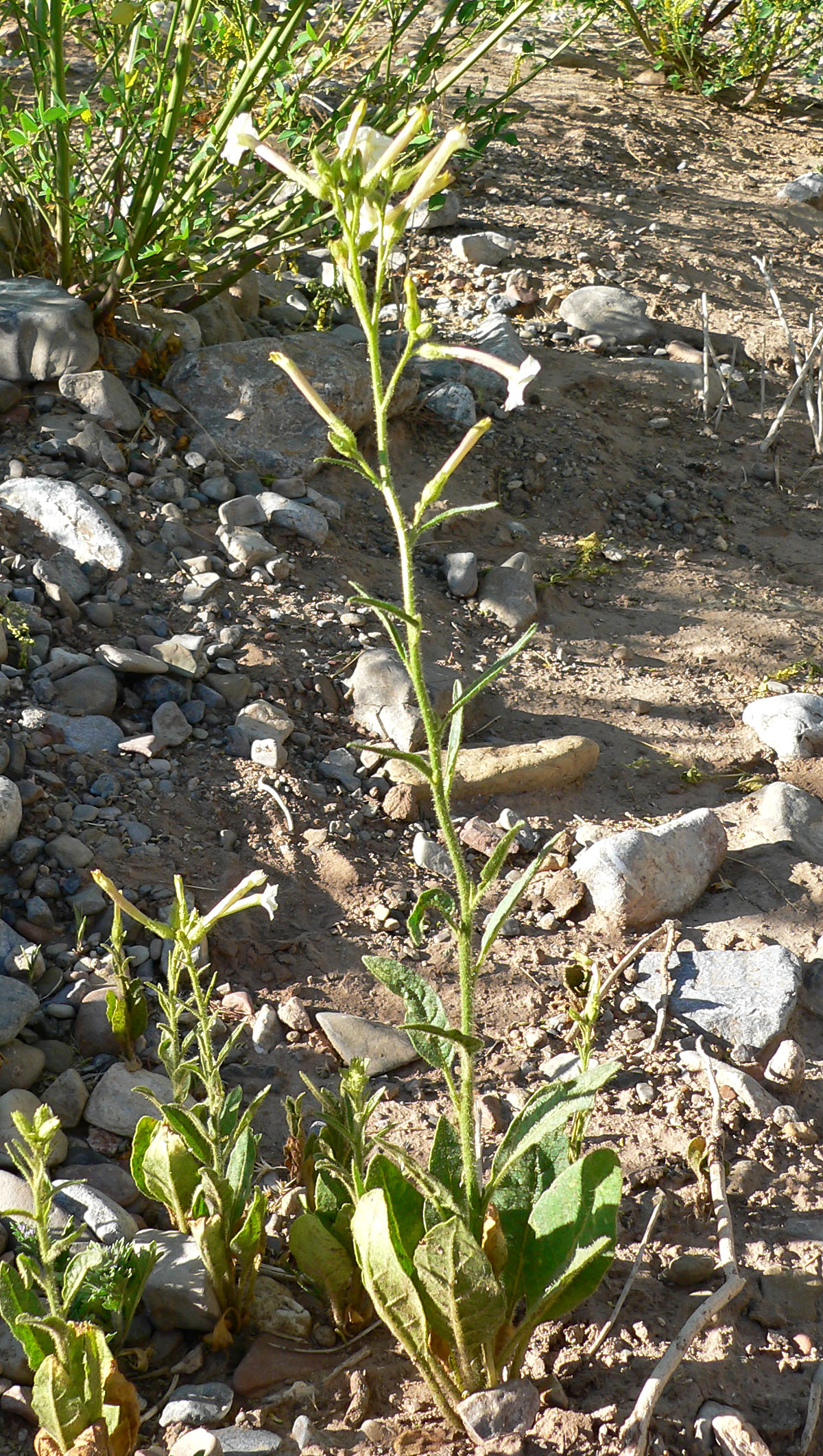 Coyote tobacco: Nicotiana attenuata in Lovell Canyon , Spring Mountains , southern Nevada