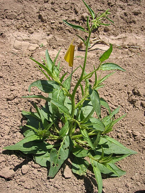 Coyote tobacco: Coyote tobacco (Nicotiana attenuata) at a field site in Utah.