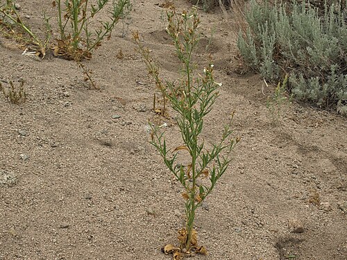 Coyote tobacco: coyote tobacco, Nicotiana attenuata, Sierra Nevada, elevation 1510 m (4955 ft). Also visible is sand bur (Ambrosia acanthicarpa) and mountain sagebrush (Artemis