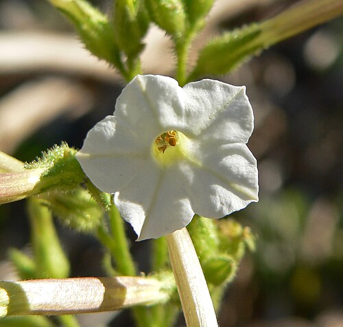 Coyote tobacco: Nicotiana attenuata in Lovell Canyon , Spring Mountains , southern Nevada