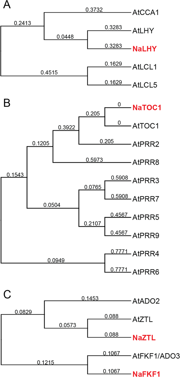 Coyote tobacco: N. attenuata main clock components (NaLHY, NaTOC1 and NaZTL) phylogenetic tree