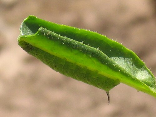 Coyote tobacco: Manduca feeding on a Nicotiana attenuata leaf in Utah.