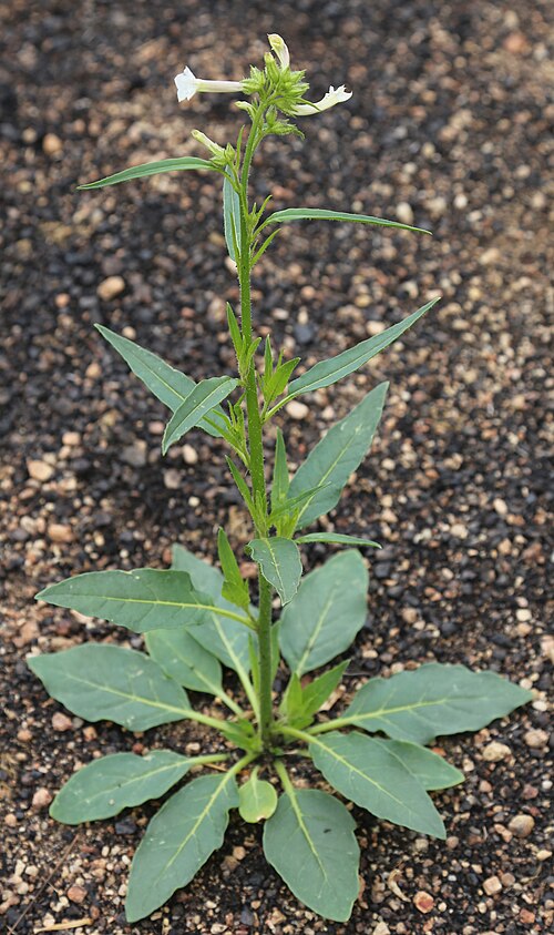 Coyote tobacco: Coyote tobacco (Nicotiana attenuata) plant, with tall flower stem and basal rosette of leaves flat on ground. At 6,600 ft (2,000 m) on Eastern slope of the Sier