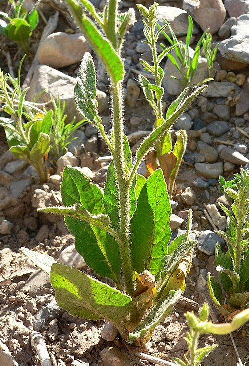 Coyote tobacco: Nicotiana attenuata in Lovell Canyon , Spring Mountains , southern Nevada
