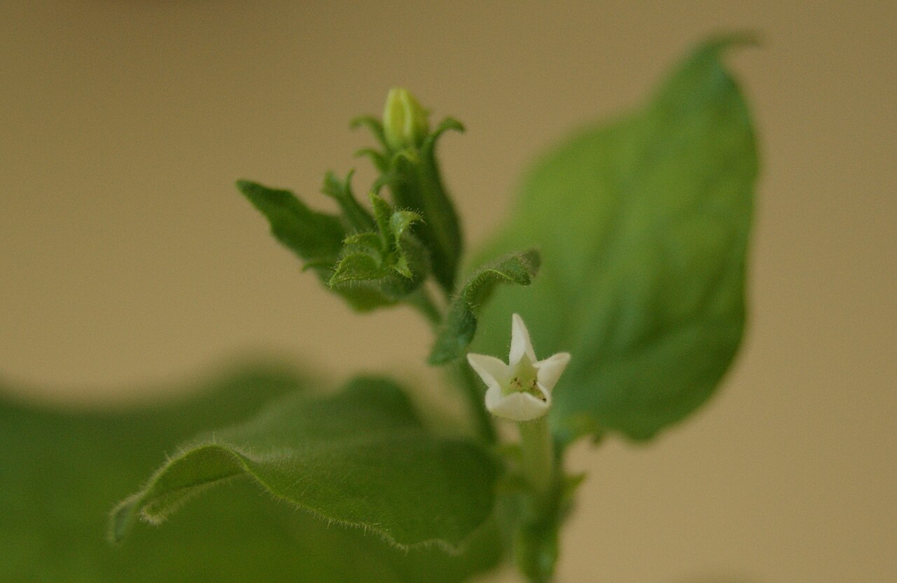 Nicotiana benthamiana: flower of Nicotiana benthamiana