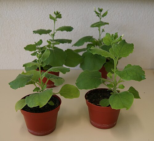 Nicotiana benthamiana: Nicotiana benthamiana plants