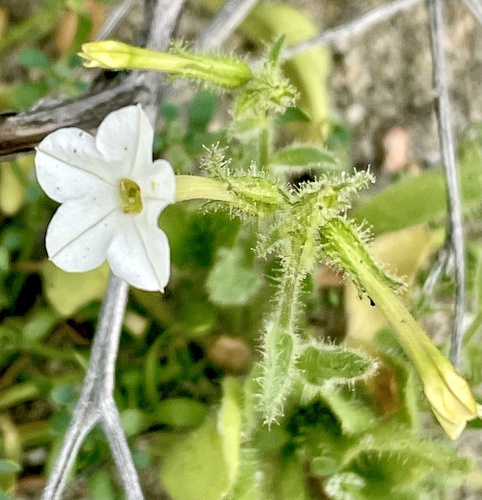 Cleveland's tobacco (Nicotiana clevelandii)