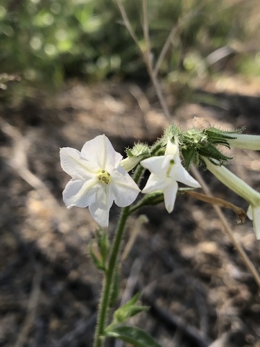 Cleveland's tobacco (Nicotiana clevelandii)