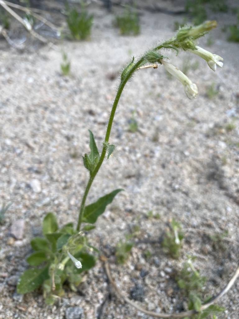 Cleveland's tobacco (Nicotiana clevelandii)