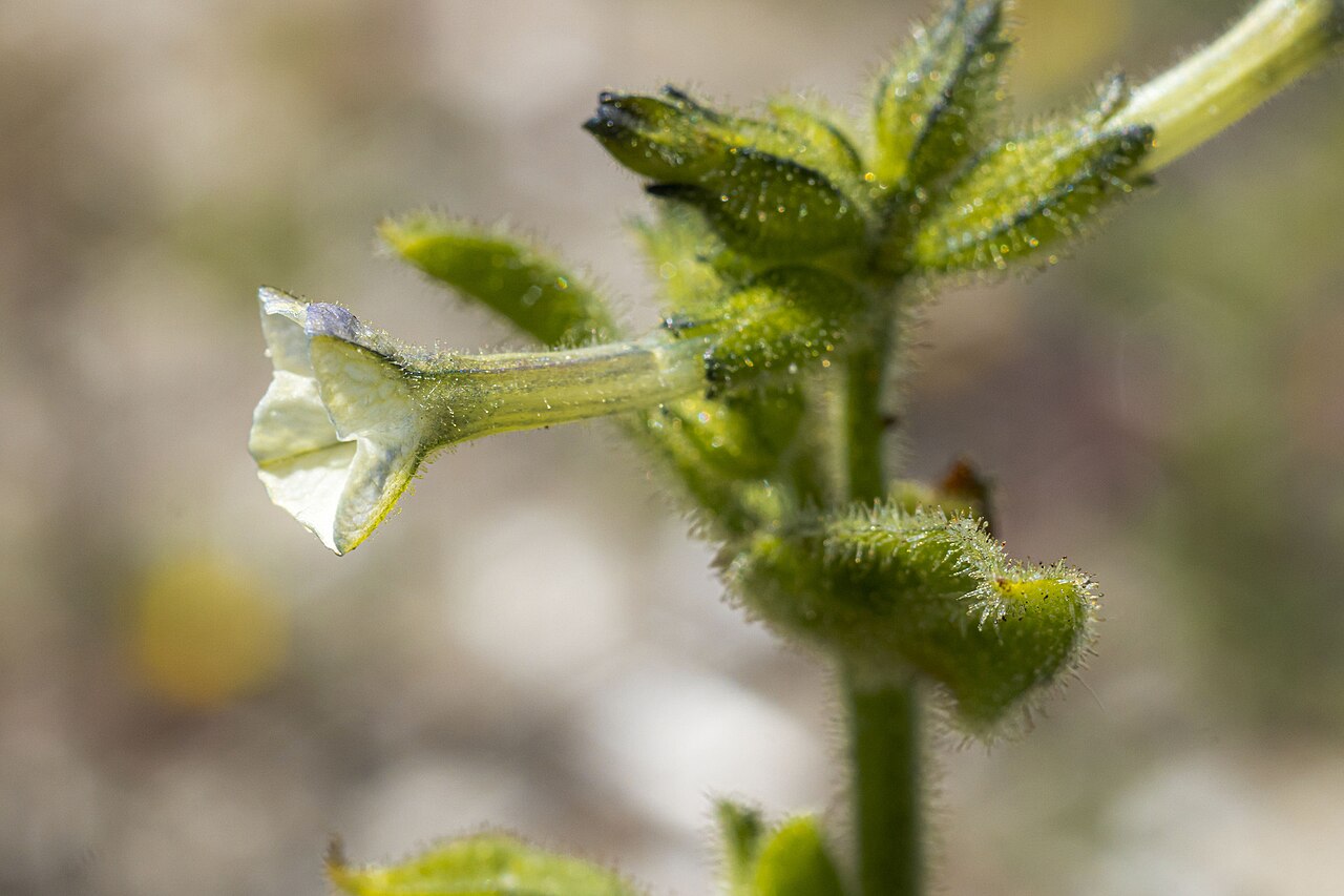 Cleveland's tobacco: Cleveland's tobacco ( Nicotiana clevelandii ) in the United States