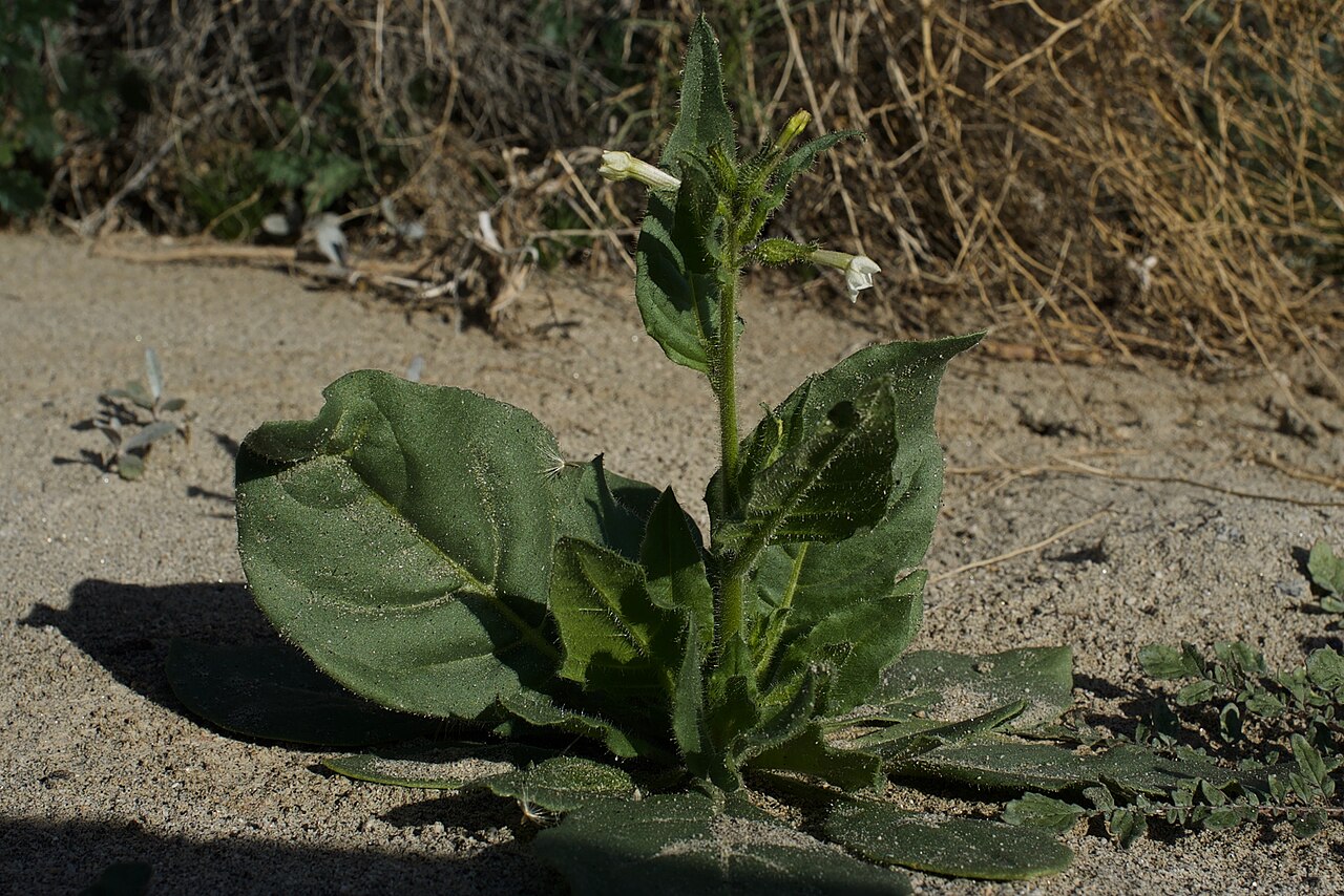 Cleveland's tobacco: Coachella Valley near Pushwalla Plateau Northern Colorado Desert elev. ~600 ft,/182 m.