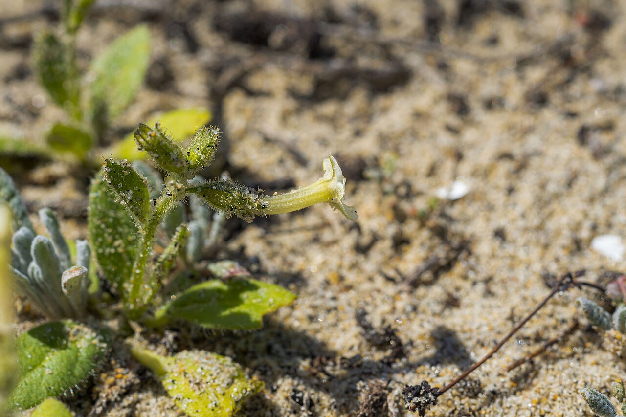 Cleveland's tobacco: Cleveland's tobacco ( Nicotiana clevelandii ) in the United States