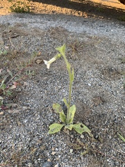 Cleveland's tobacco (Nicotiana clevelandii)