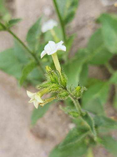 Cleveland's tobacco (Nicotiana clevelandii)