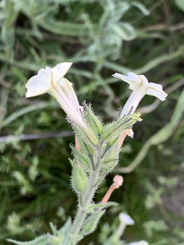 Cleveland's tobacco (Nicotiana clevelandii)