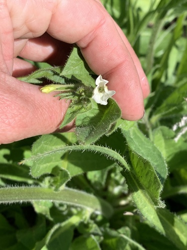 Cleveland's tobacco (Nicotiana clevelandii)