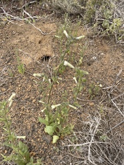 Cleveland's tobacco (Nicotiana clevelandii)