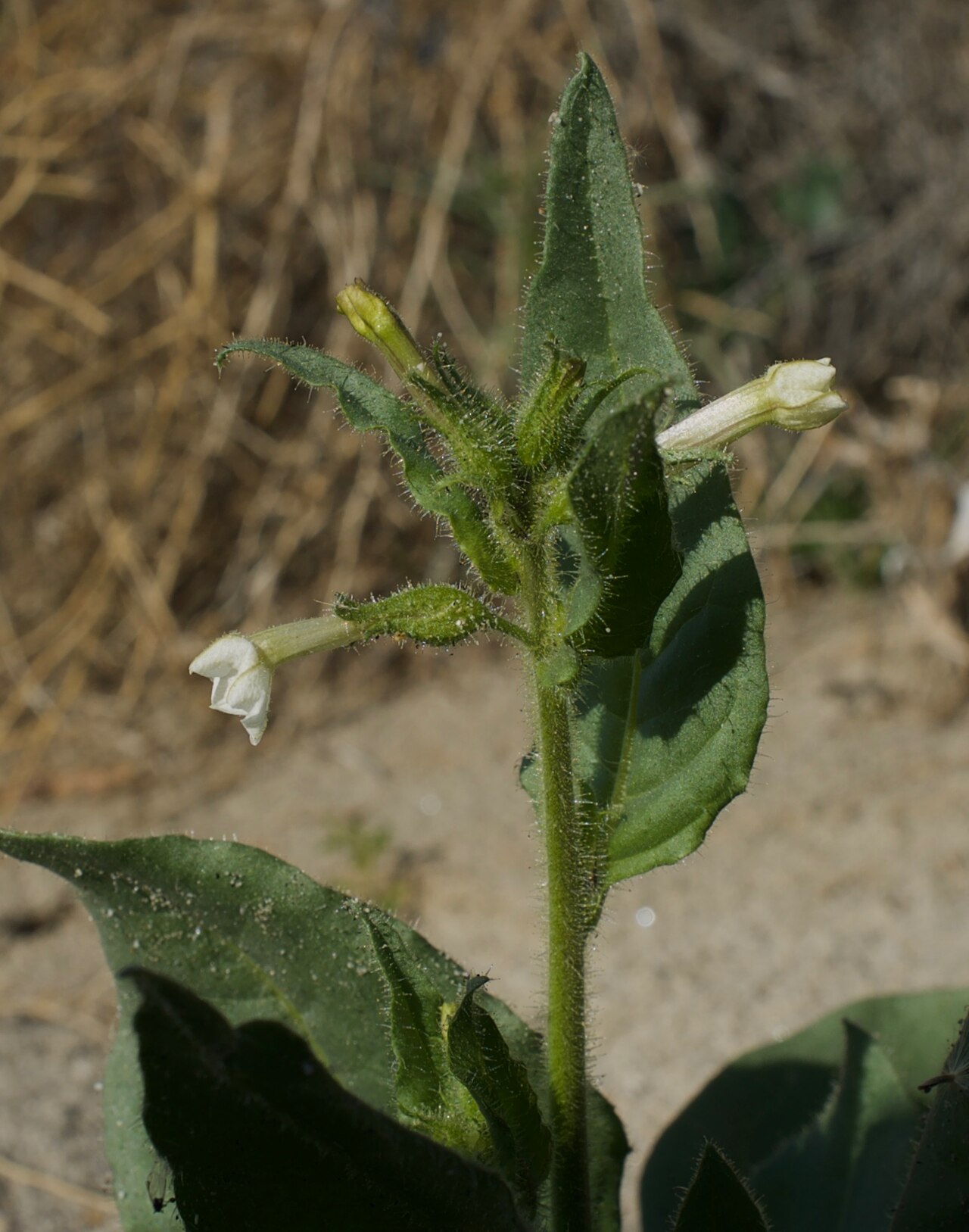 Cleveland's tobacco: Coachella Valley near Pushwalla Plateau Northern Colorado Desert elev. ~600 ft,/182 m.