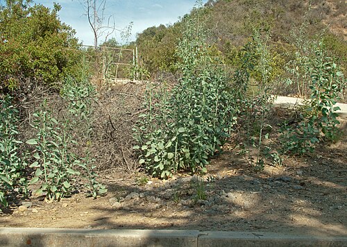 Tree tobacco: Nicotiana glauca (tree tobacco) growing next to the path around the Hollywood Reservoir , Los Angeles, California. An invasive plant species in California. Ther