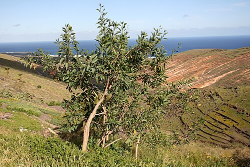 Tree tobacco: Nicotiana glauca growing at Calle Las Piletas in Haría