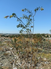 Tree tobacco (Nicotiana glauca)