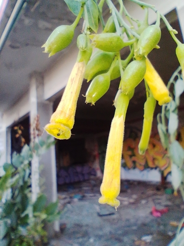 Tree tobacco: Nicotiana glauca
